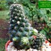 Copiapoa _humilis _ssp.humilis 'maritima' KK1709_ 04